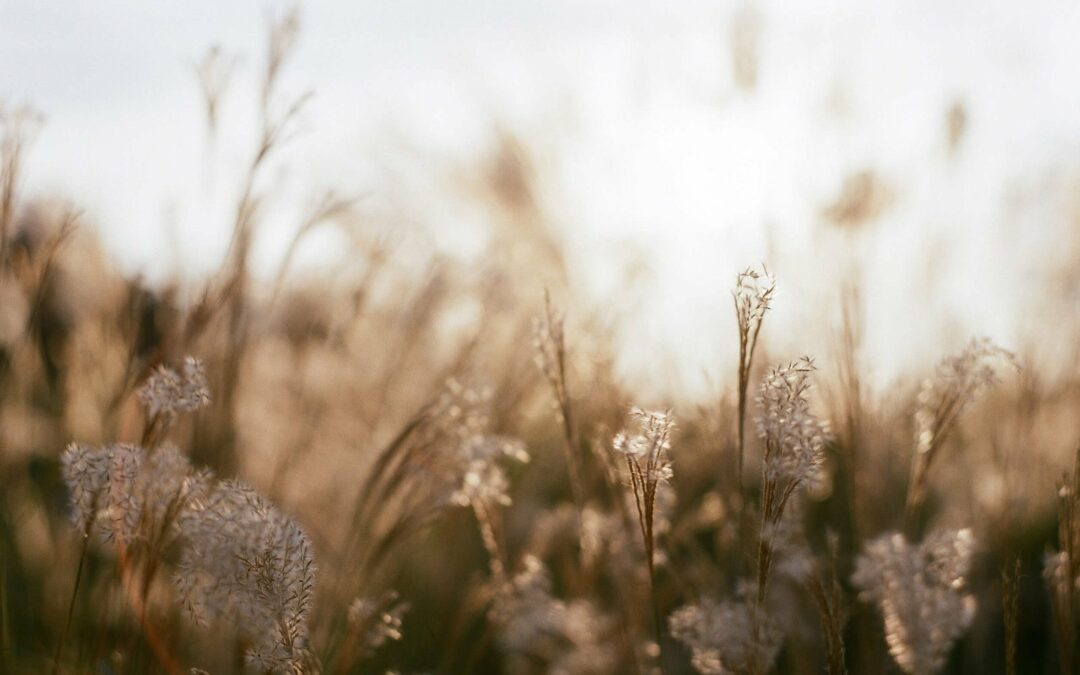 Through My Lens: Life, Light, and Emotion